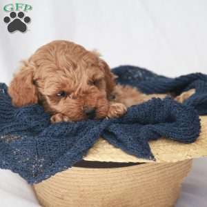 Max, Toy Poodle Puppy